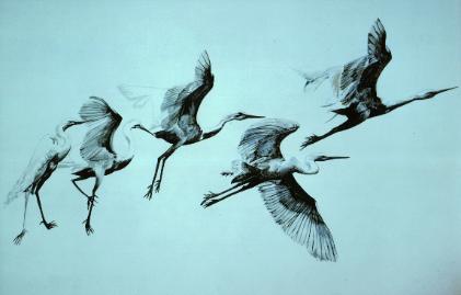 Birds In Flight